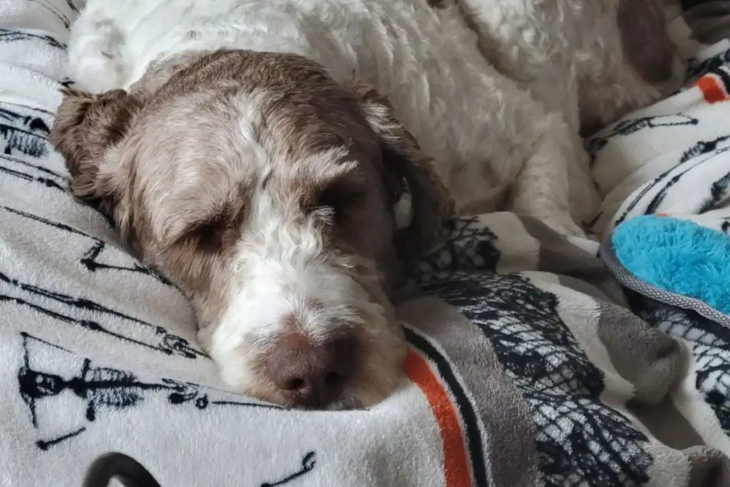 Pointer Doodle German Shorthaired Pointer Poodle Mix