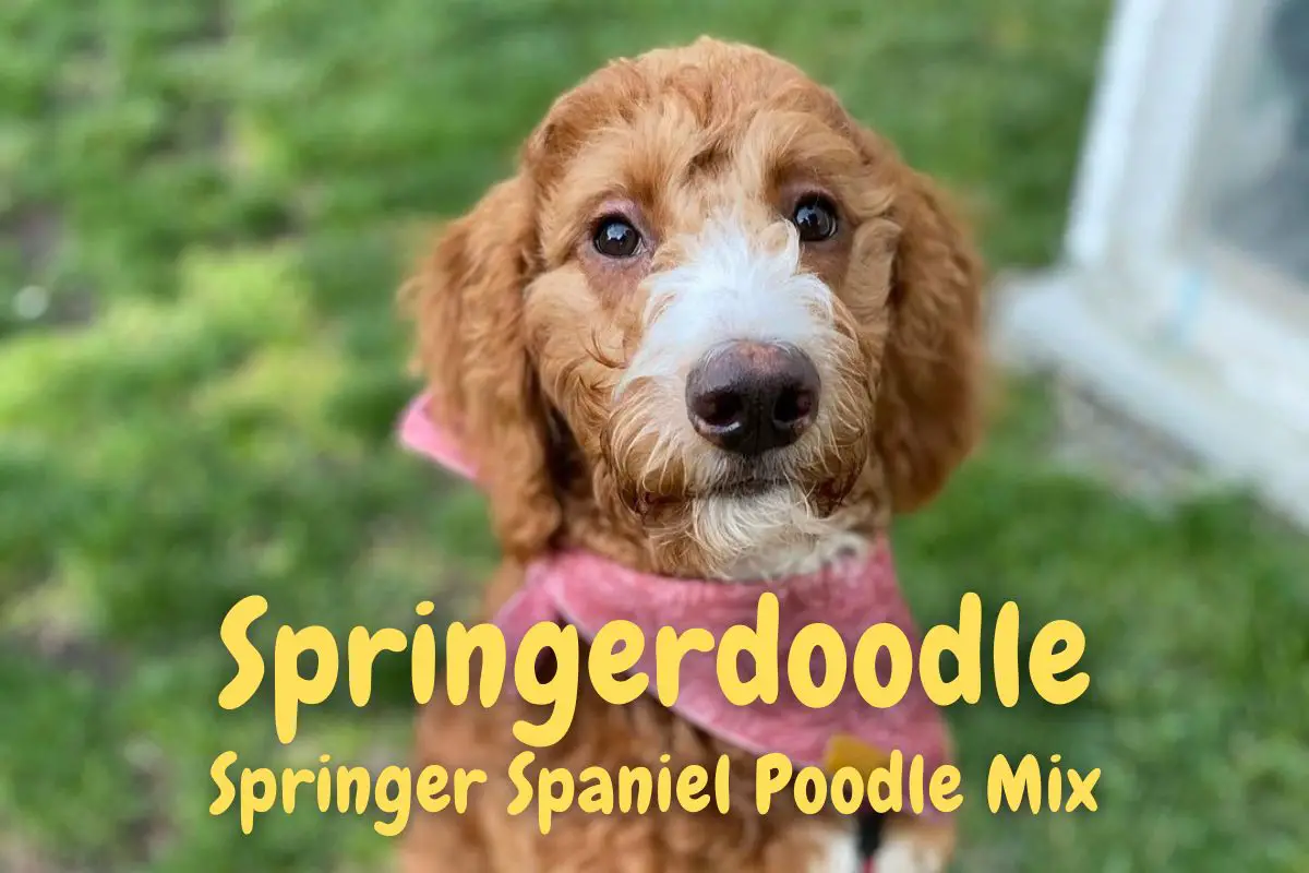 Springerdoodle: Springer Spaniel Poodle Mix