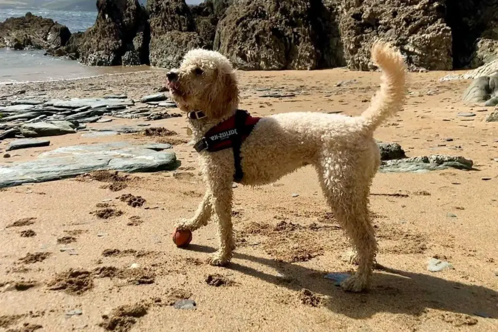 Springerdoodle Springer Spaniel Poodle Mix