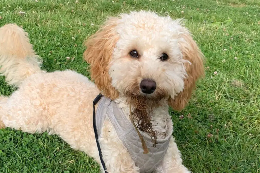 Springerdoodle Springer Spaniel Poodle Mix