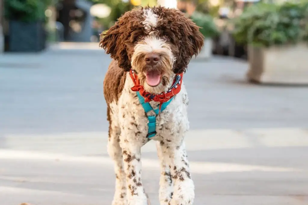 Springerdoodle: Springer Spaniel Poodle Mix | PoodleHQ