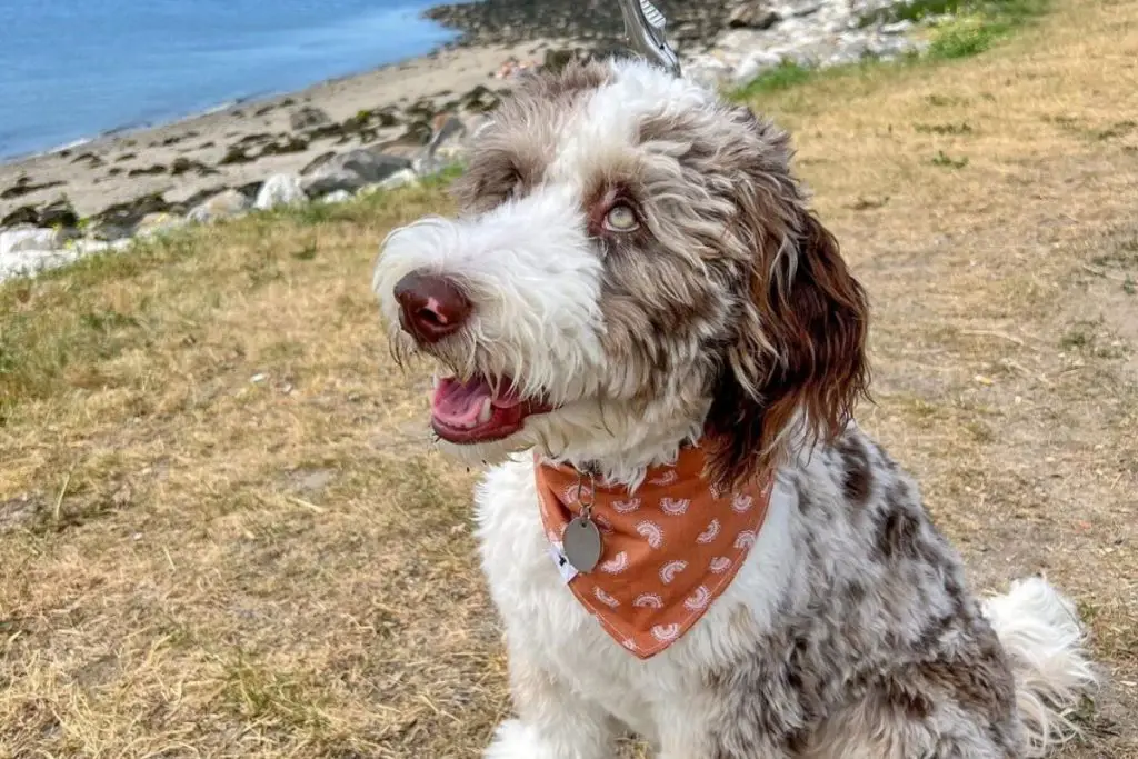 Australian Shepherd Poodle Mix Aussiedoodle or Aussiepoo