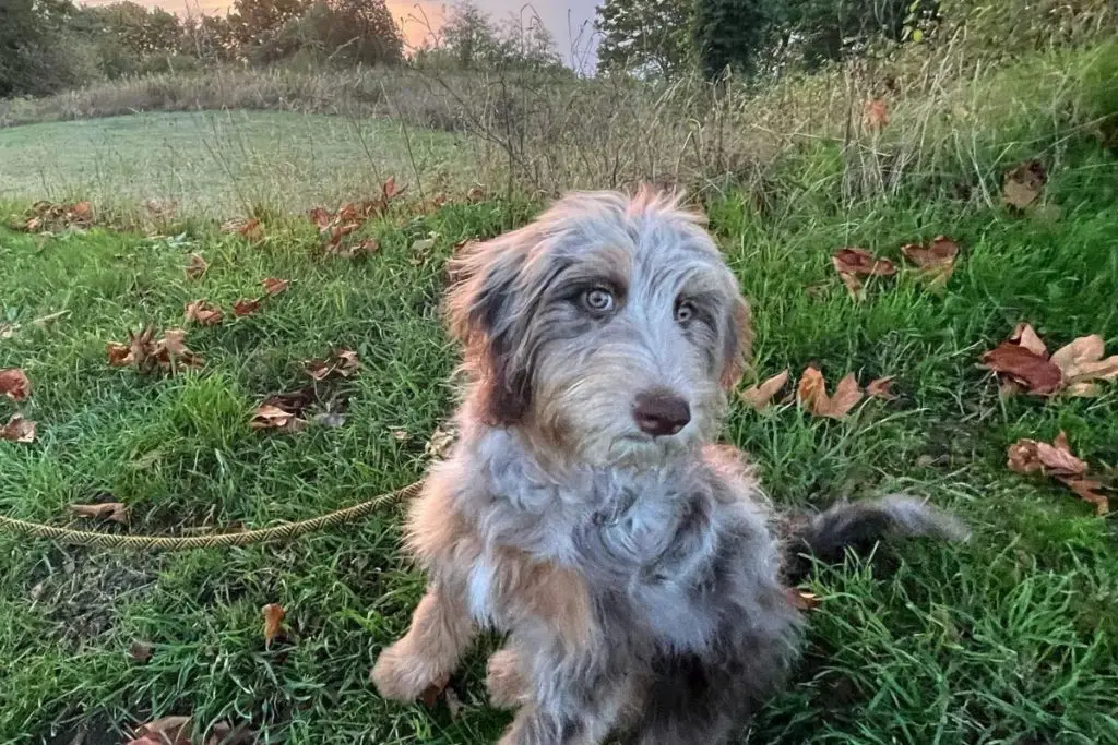 Australian Shepherd Poodle Mix Aussiedoodle Or Aussiepoo