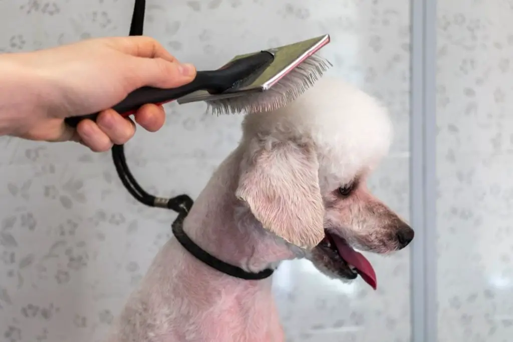 Best Brushes for Poodles