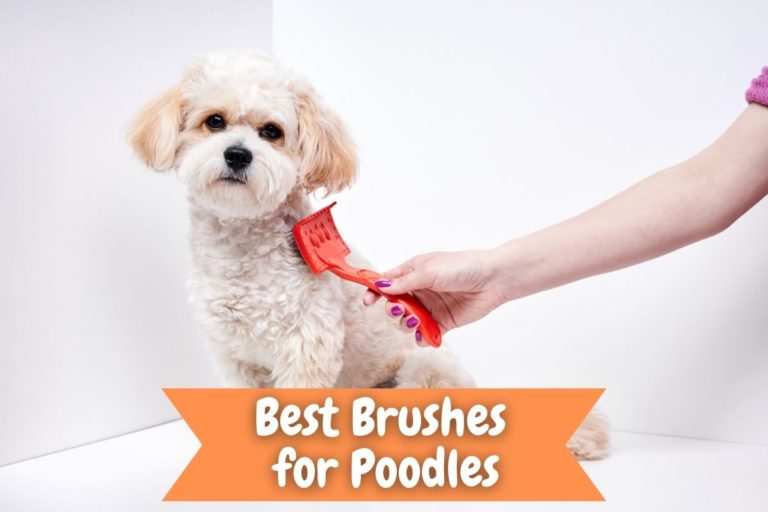 Best Brushes for Poodles