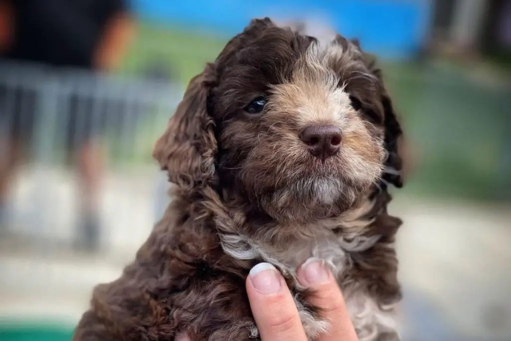 Boodle – Pitbull Terrier Poodle Mix