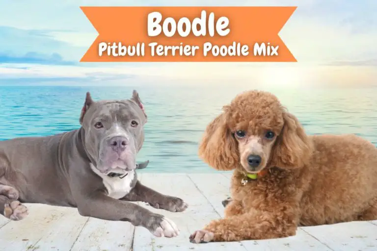 Boodle – Pitbull Terrier Poodle Mix