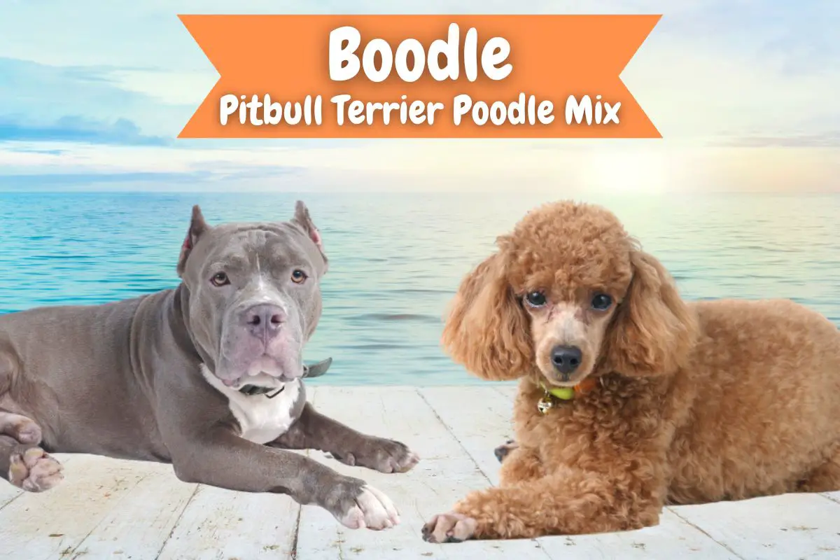 Boodle - Pitbull Terrier Poodle Mix