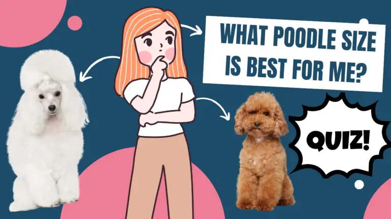 Quiz What Poodle Is Right For Me