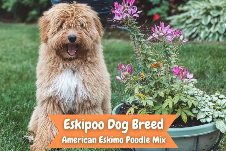 Eskipoo Dog Breed American Eskimo Poodle Mix