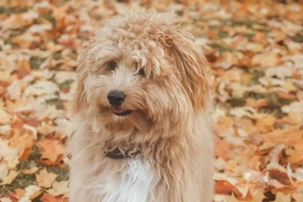 Eskipoo Dog Breed American Eskimo Poodle Mix