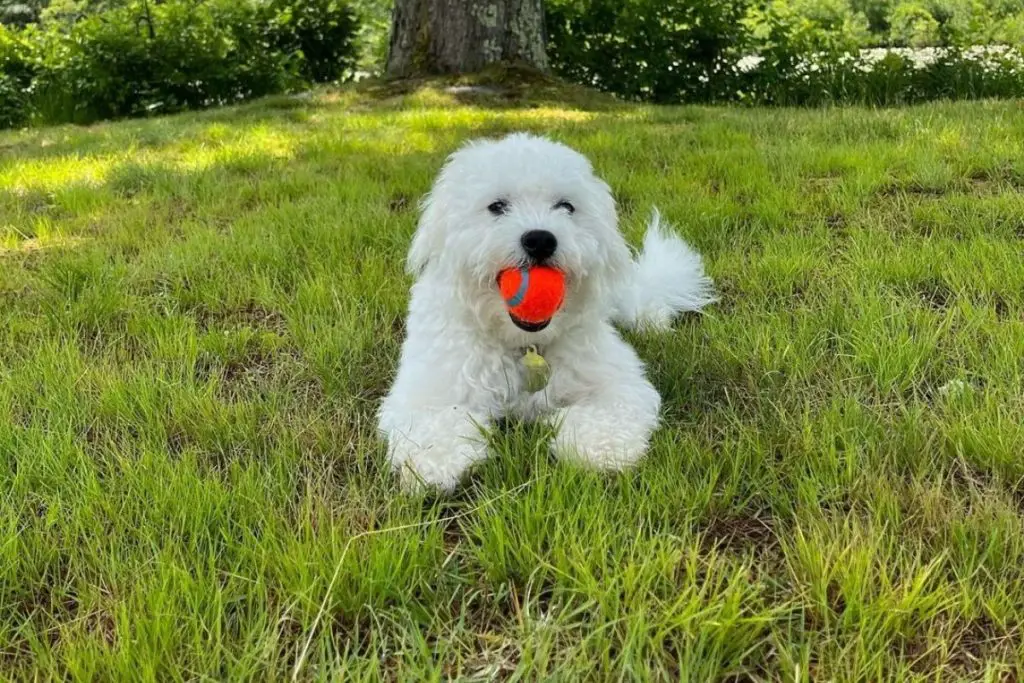 Eskipoo Dog Breed American Eskimo Poodle Mix