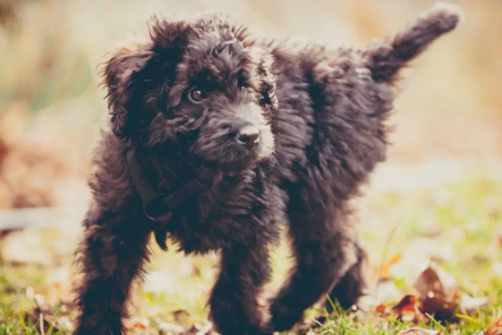 Newfypoo Dog Breed - Newfoundland Poodle Mix