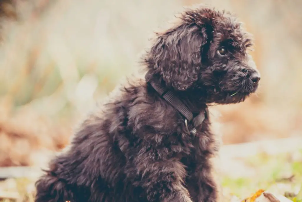 Newfypoo Dog Breed - Newfoundland Poodle Mix