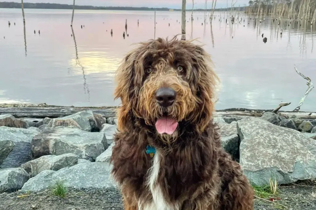 Newfypoo Dog Breed - Newfoundland Poodle Mix