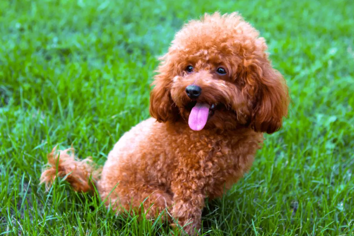 Red Poodles - Discover The History Of This Coat Color