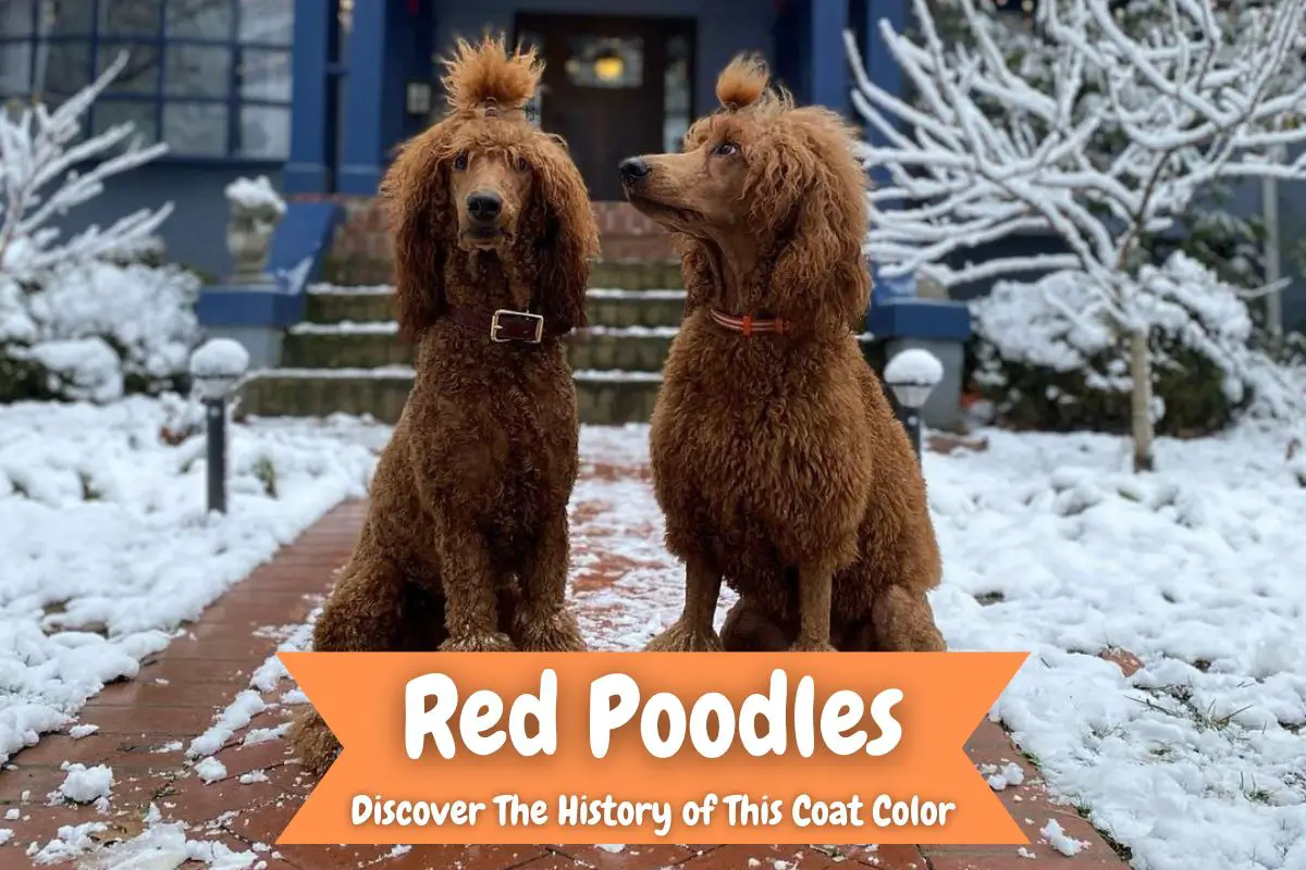 Red Poodles - Discover The History of This Coat Color