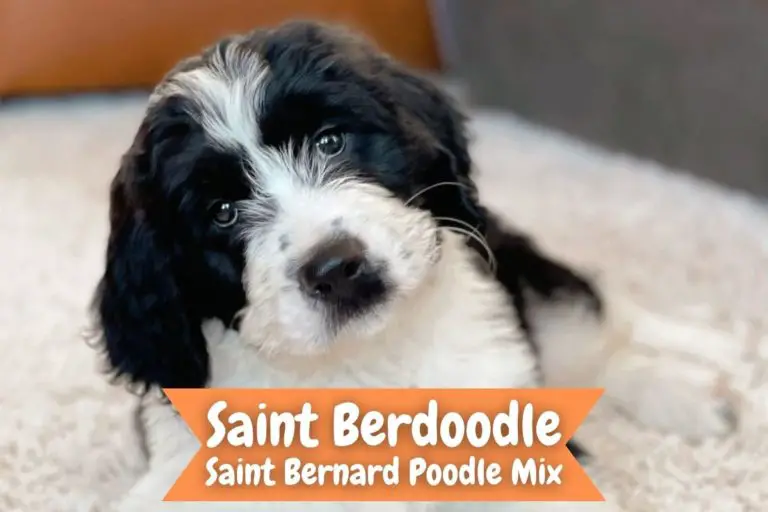 Saint Berdoodle - Saint Bernard Poodle Mix