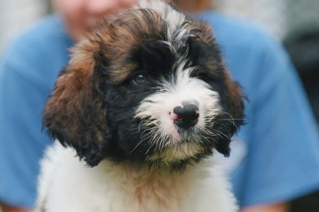 Saint Berdoodle - Saint Bernard Poodle Mix