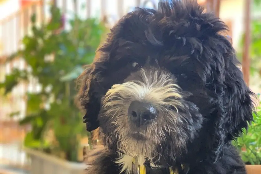 Saint Berdoodle - Saint Bernard Poodle Mix