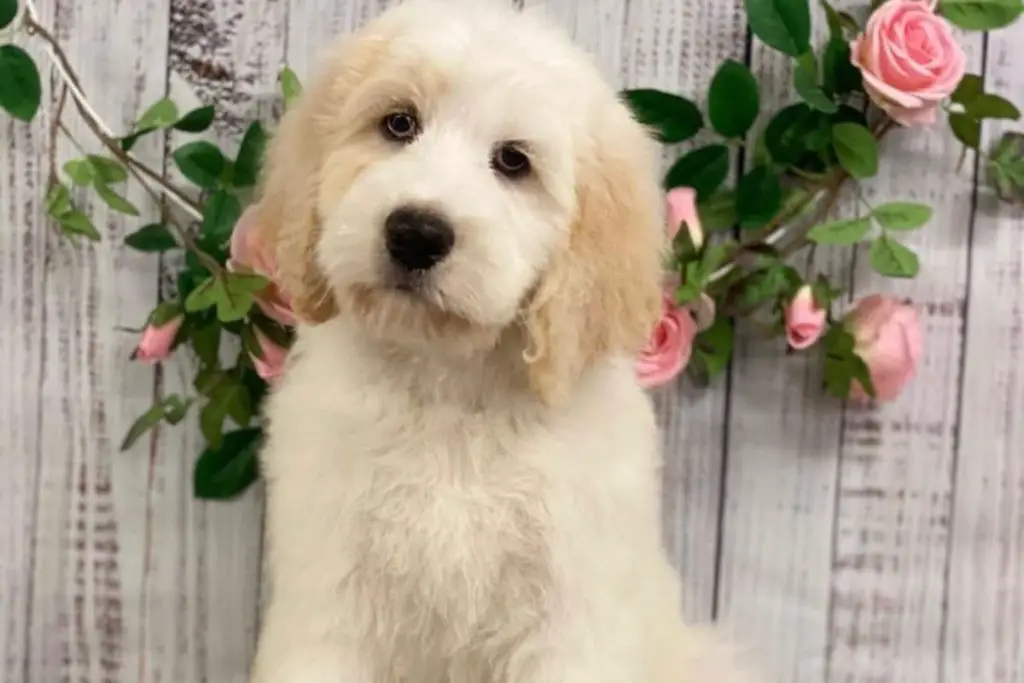 Saint Berdoodle - Saint Bernard Poodle Mix