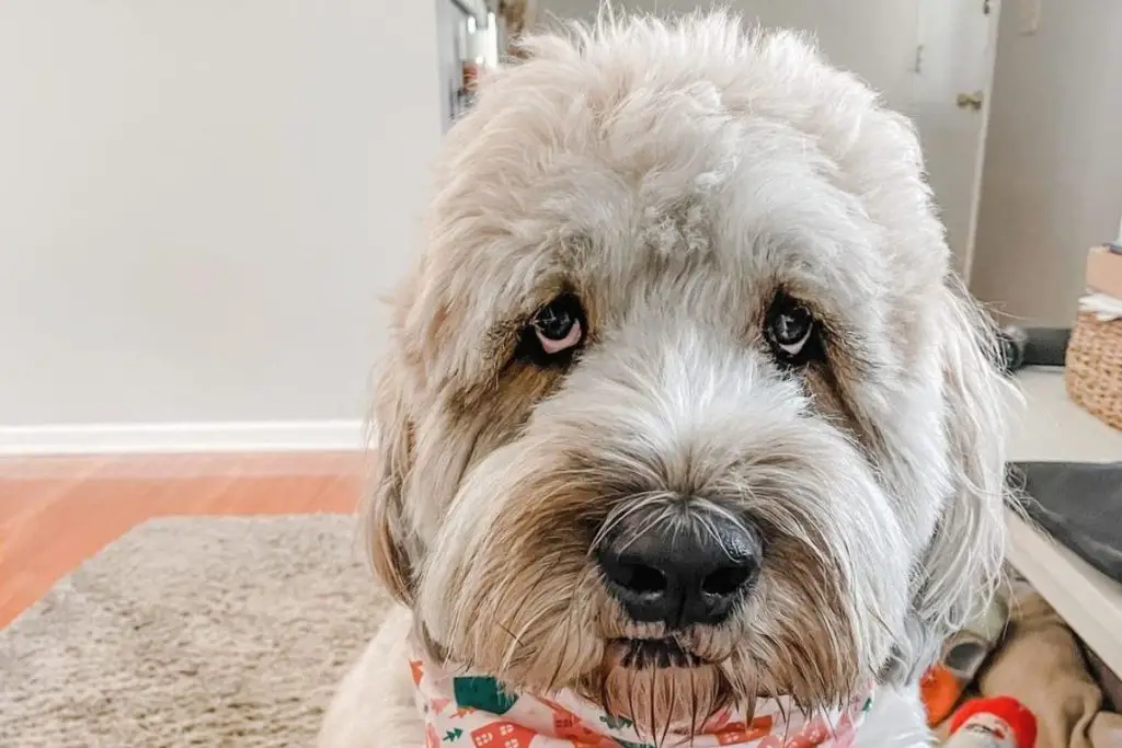 Saint Berdoodle - Saint Bernard Poodle Mix