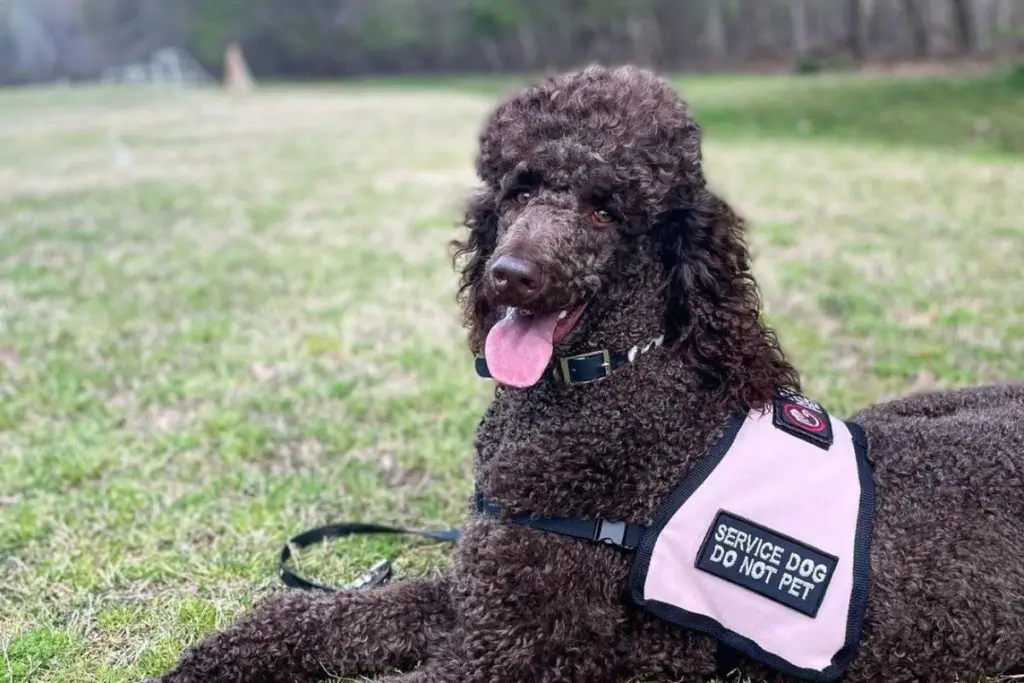 Standard Poodle Service Dog: A Life-Changing Experience