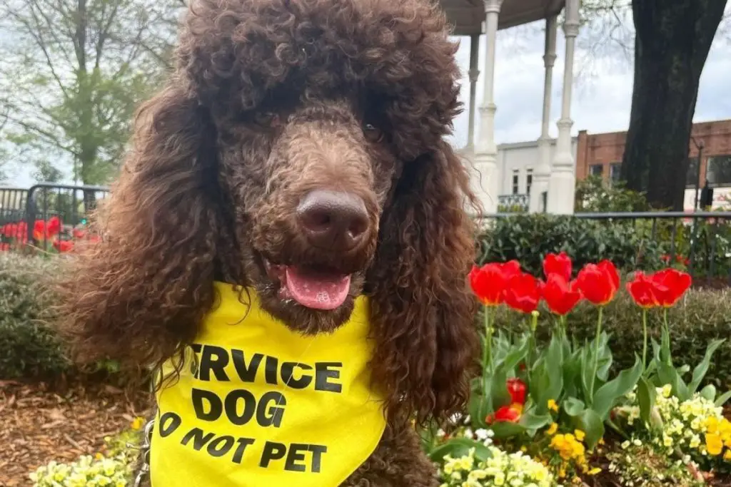 Standard Poodle Service Dog: A Life-Changing Experience