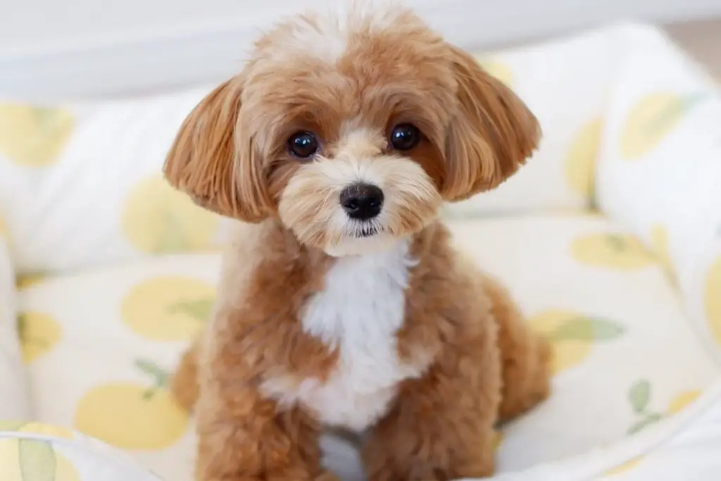 The Maltipoo Dog Breed: Maltese Poodle Mix