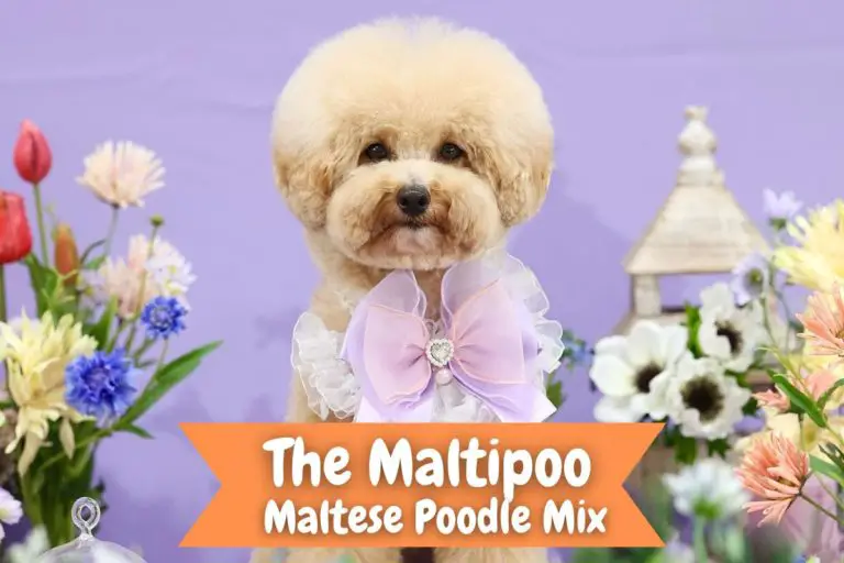 The Maltipoo Dog Breed: Maltese Poodle Mix