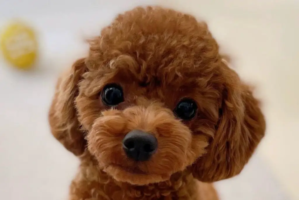 The Teacup Poodle A Miniature Poodle Breed