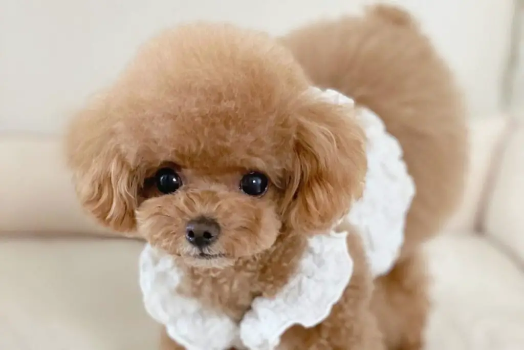 The Teacup Poodle: A Miniature Poodle Breed