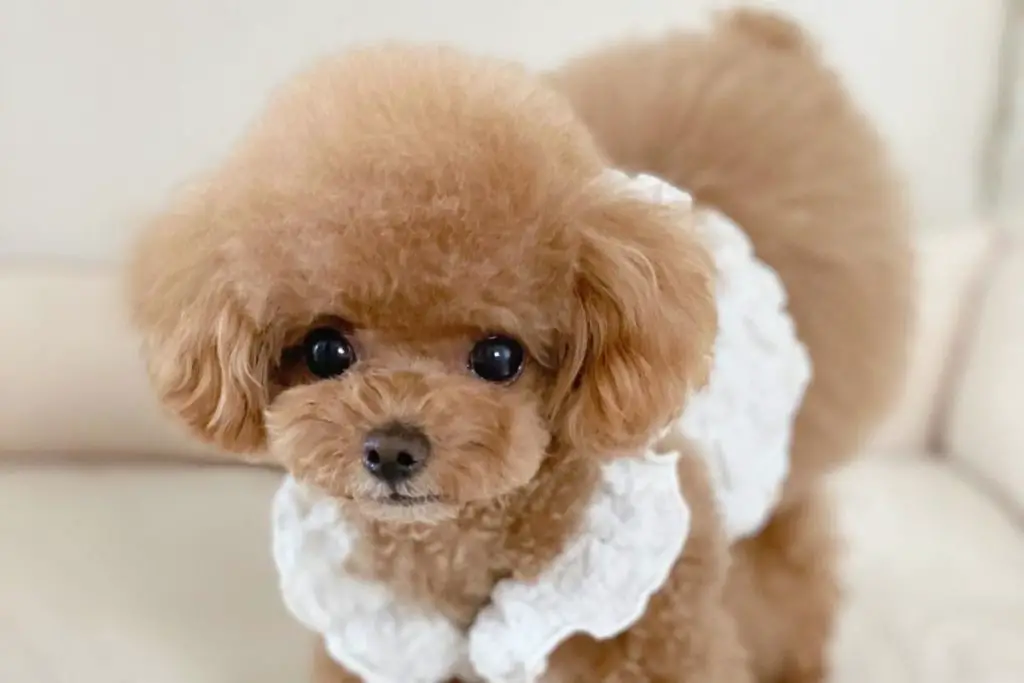 how much are micro minature teacup poodles