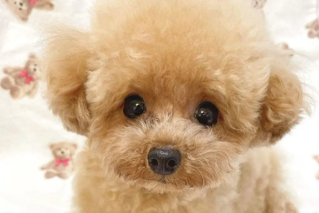 The Teacup Poodle: A Miniature Poodle Breed