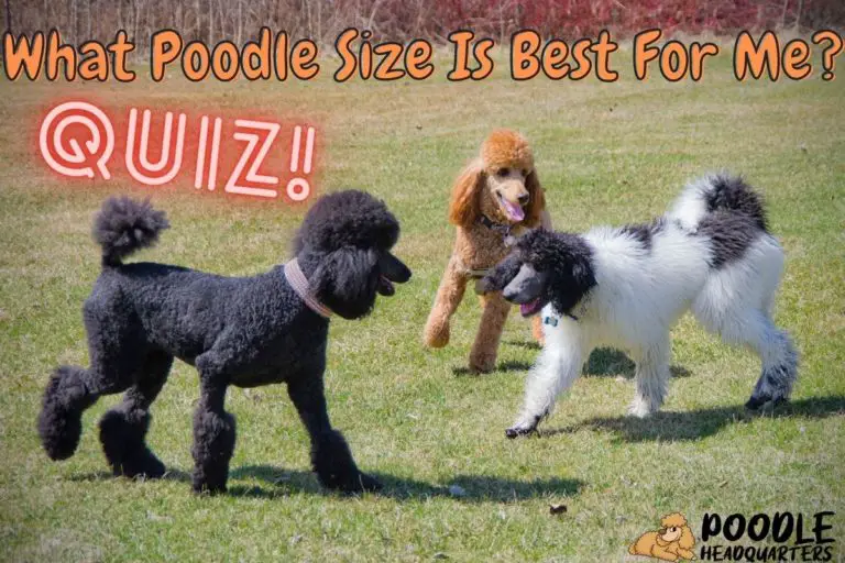 What Poodle size Is Best For Me