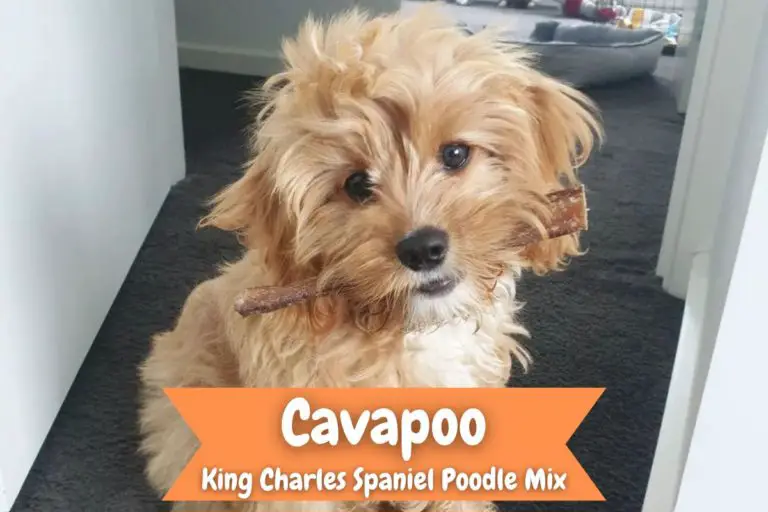 Cavapoo King Charles Spaniel Poodle Mix