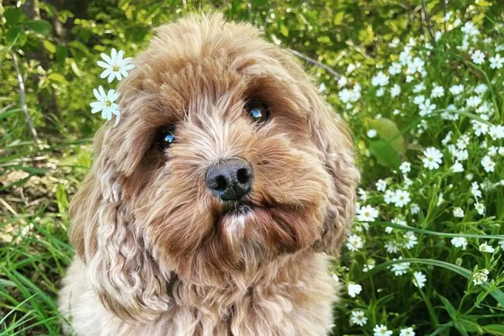 Cavapoo King Charles Spaniel Poodle Mix