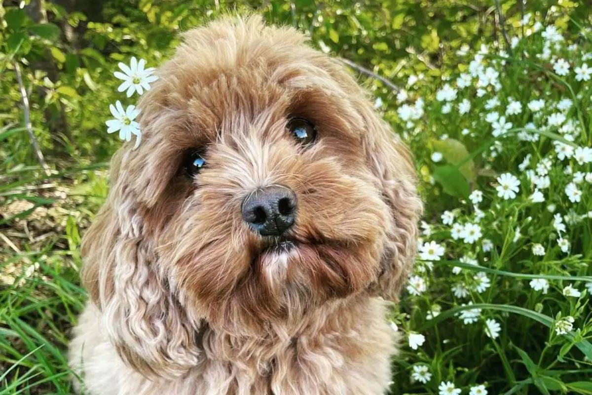 Cavapoo Dog Breed Information: 13 Facts To Know