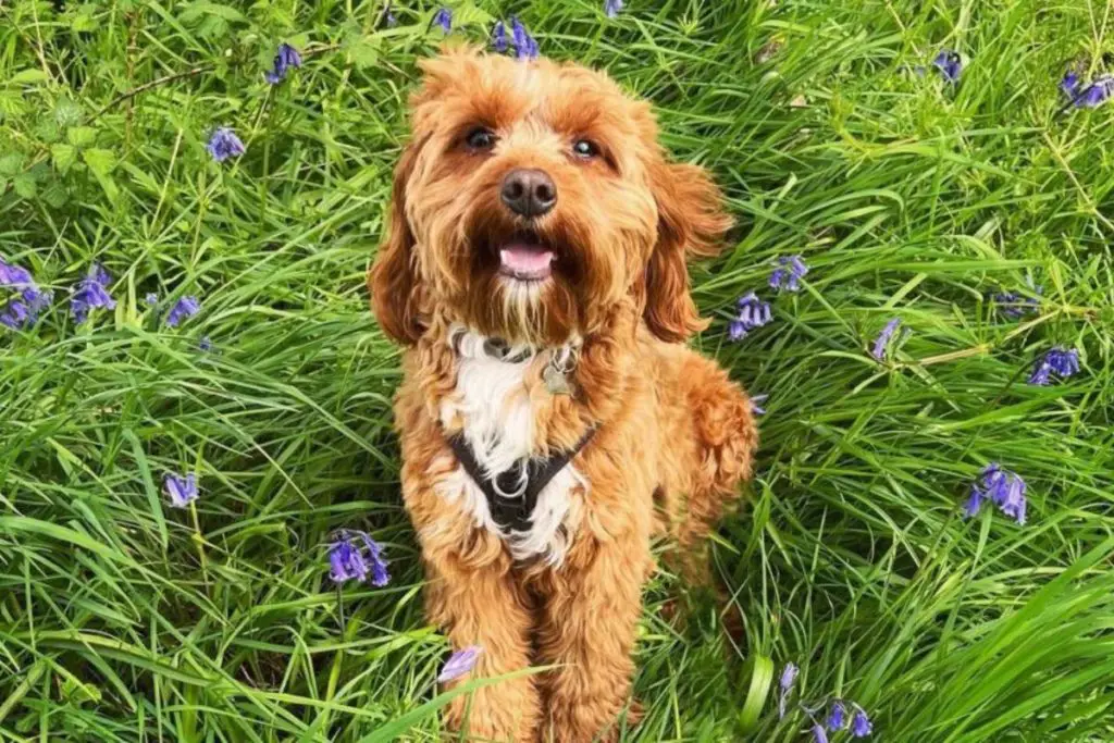 Cavapoo King Charles Spaniel Poodle Mix