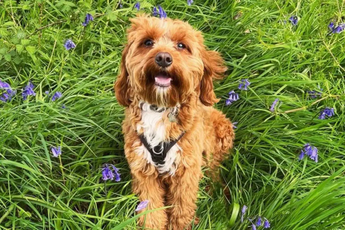 Cavapoo Dog Breed Information: 13 Facts To Know