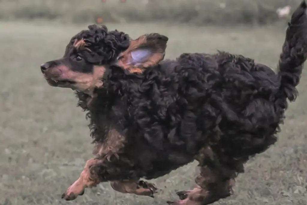 Phantom Poodle Color Facts And Traits