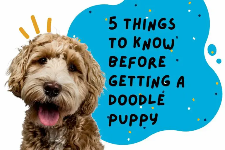 5 Things to Know Before Getting a Doodle Puppy (1)