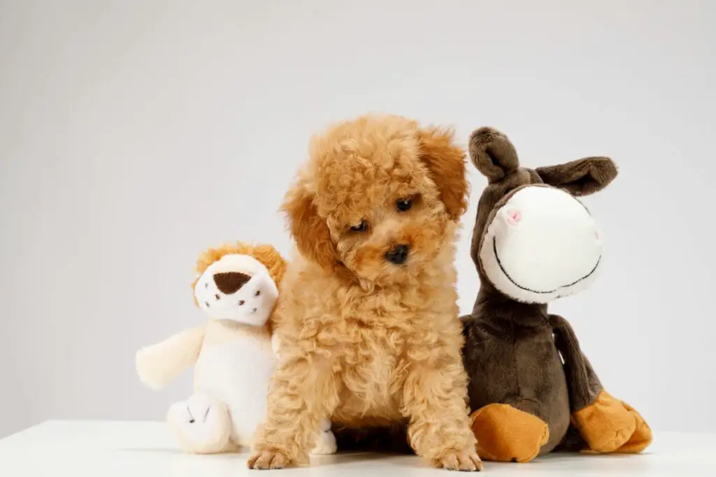 5 Things To Know Before Getting A Doodle Puppy (1)