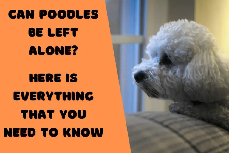 Can Poodles Be Left Alone