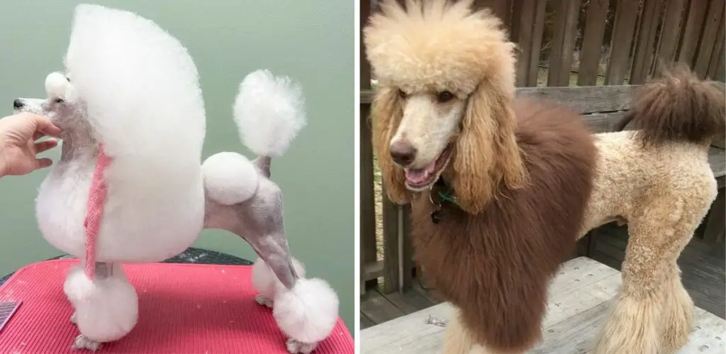 why do poodles have weird haircuts