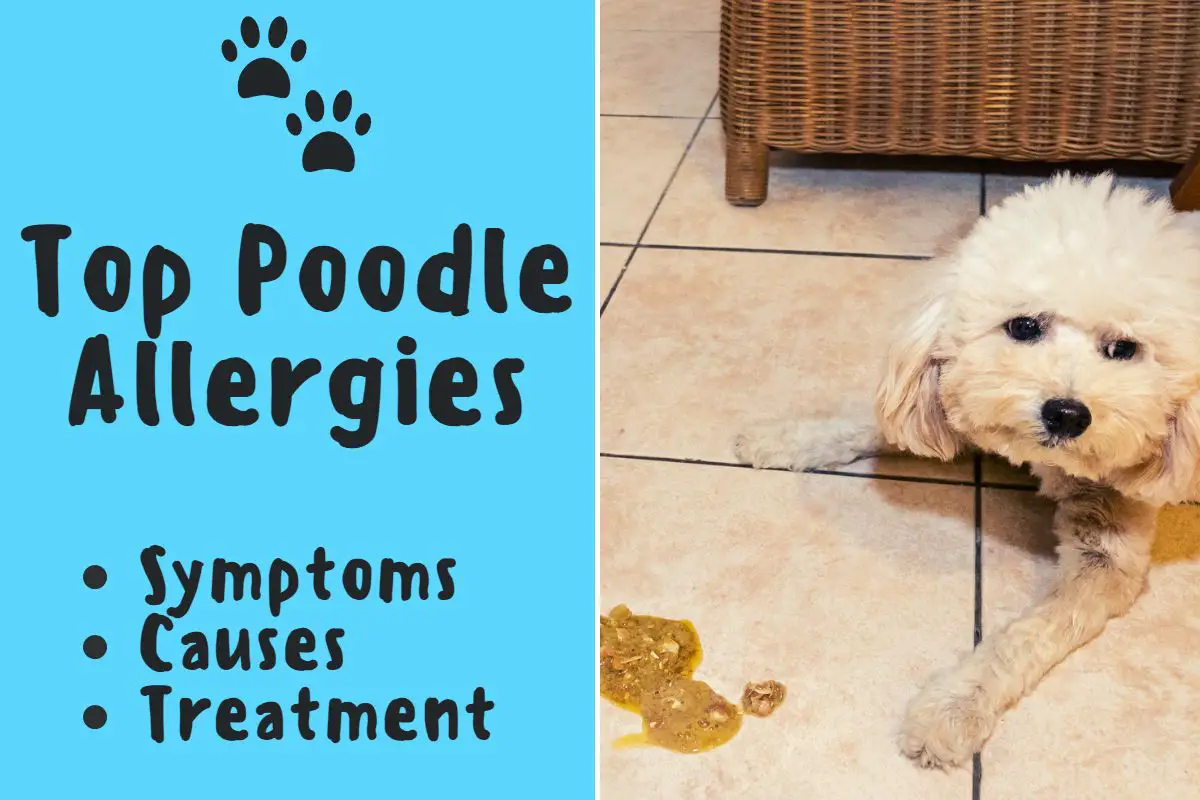 poodle chicken allergy