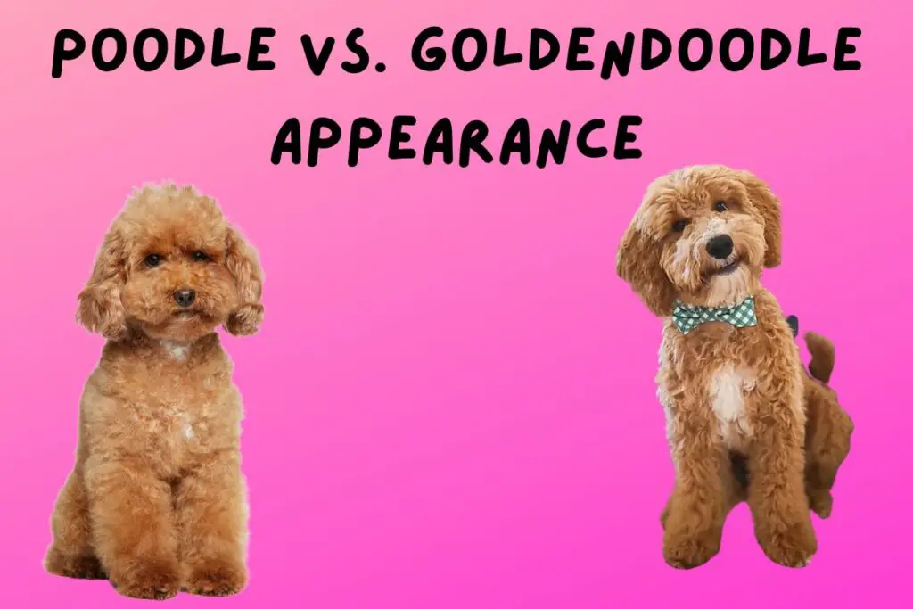 Poodle Vs Goldendoodle