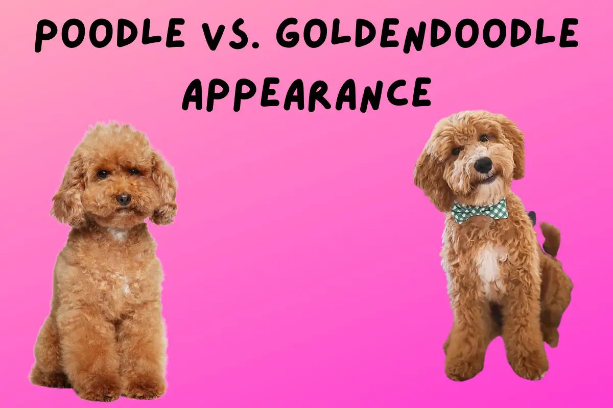 Poodle Or Goldendoodle: Comprehensive Breed Comparison