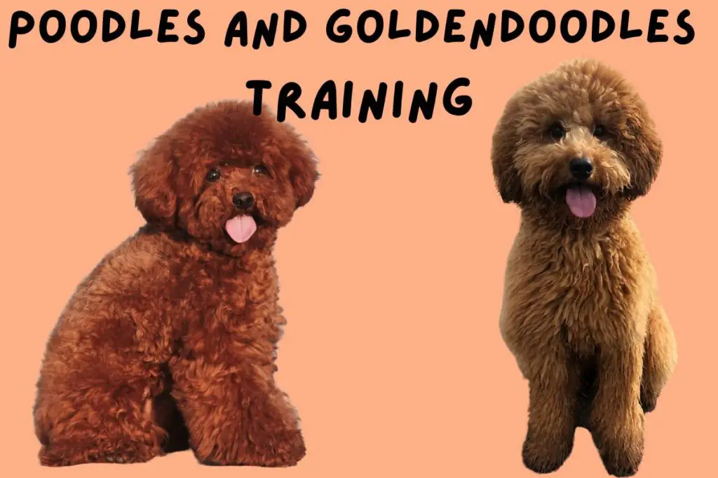 Poodle Vs Goldendoodle