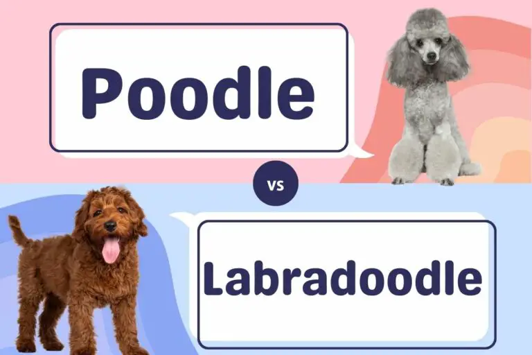 how to stop poodle separation anxiety